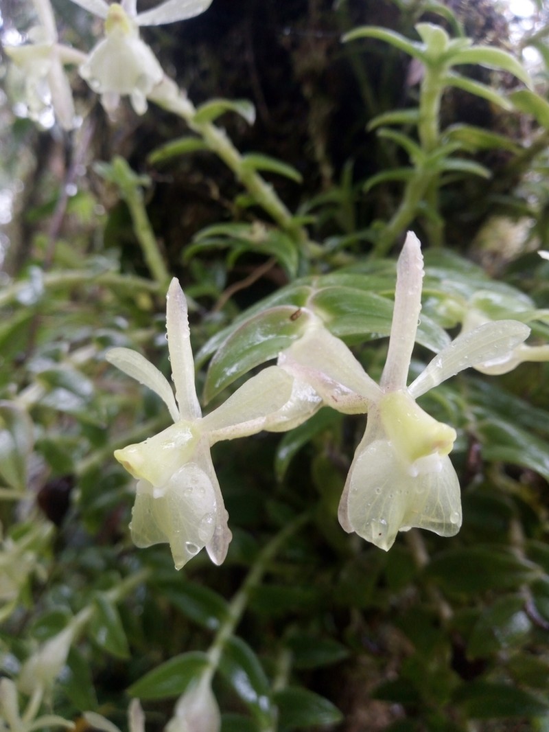 Epidendrum falcivesicicaule photo 6