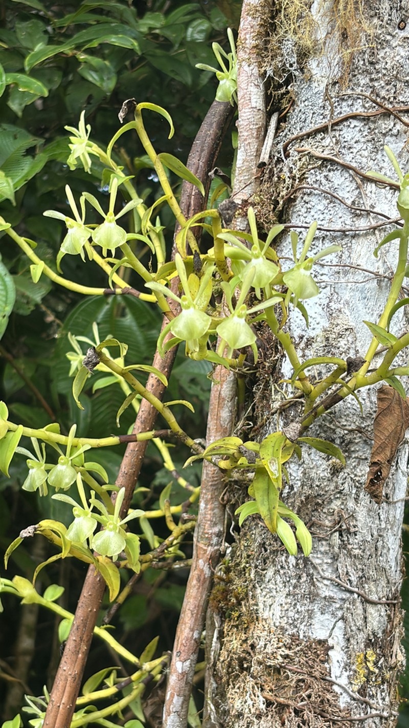 Epidendrum falcivesicicaule photo 7