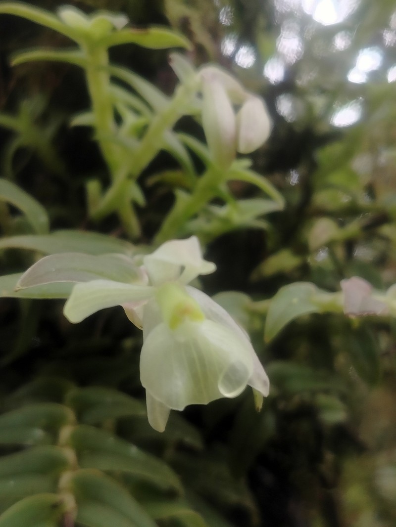 Epidendrum falcivesicicaule photo 8