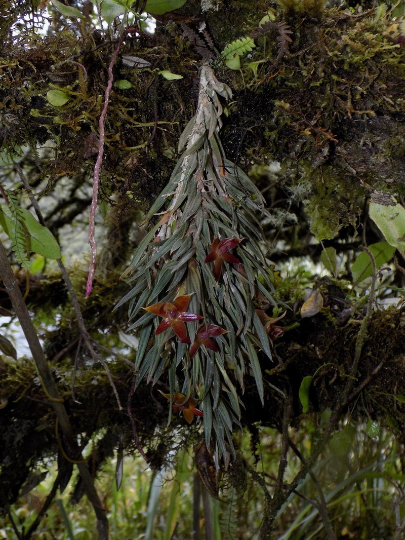 Epidendrum falsigarayi