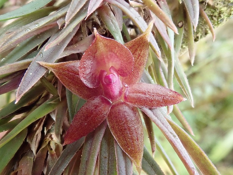 Epidendrum falsigarayi photo 2
