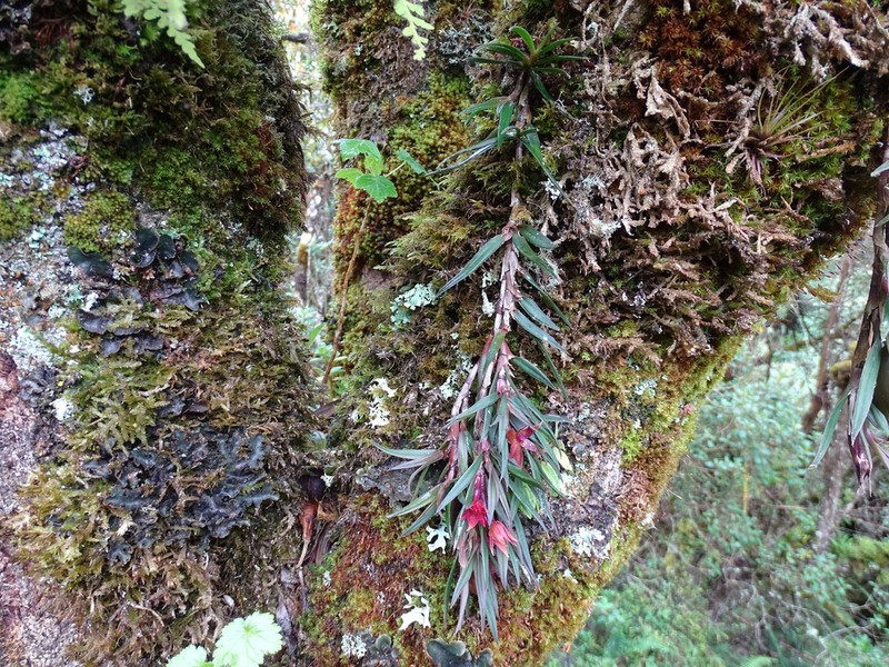 Epidendrum falsigarayi photo 3