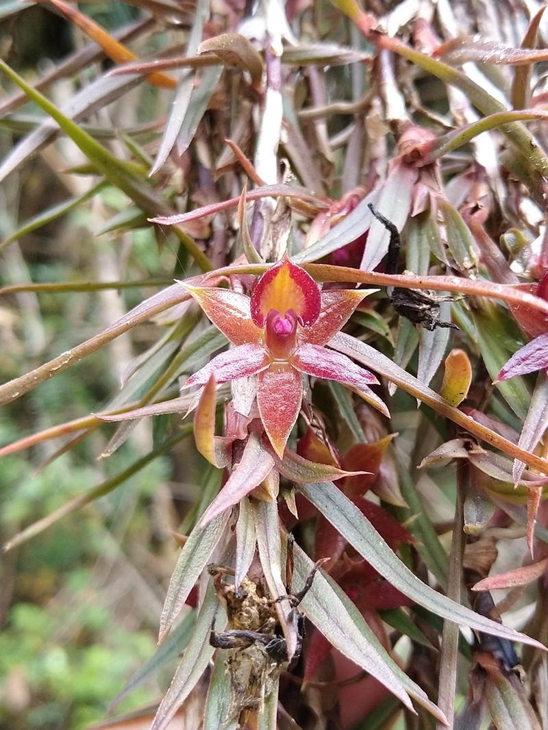 Epidendrum falsigarayi photo 4