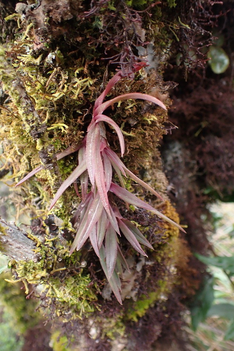 Epidendrum falsigarayi photo 5