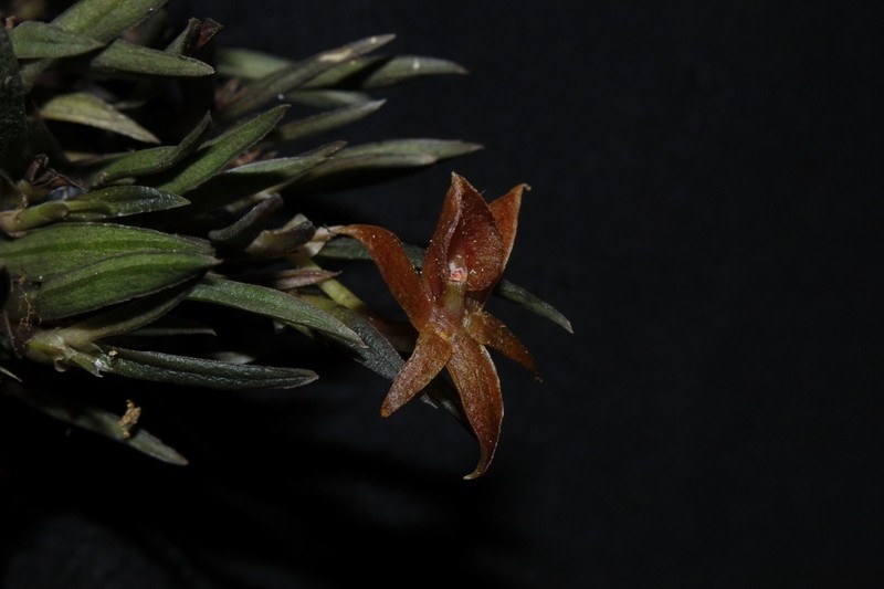 Epidendrum falsigarayi photo 6
