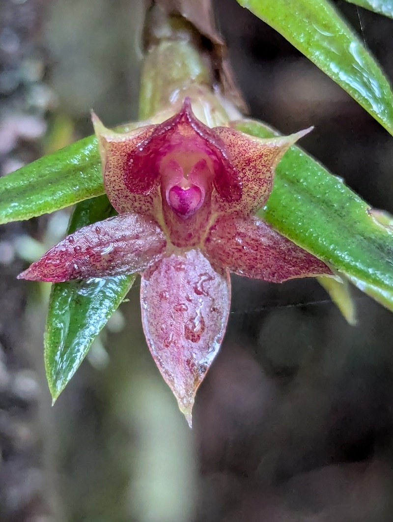 Epidendrum falsigarayi photo 8