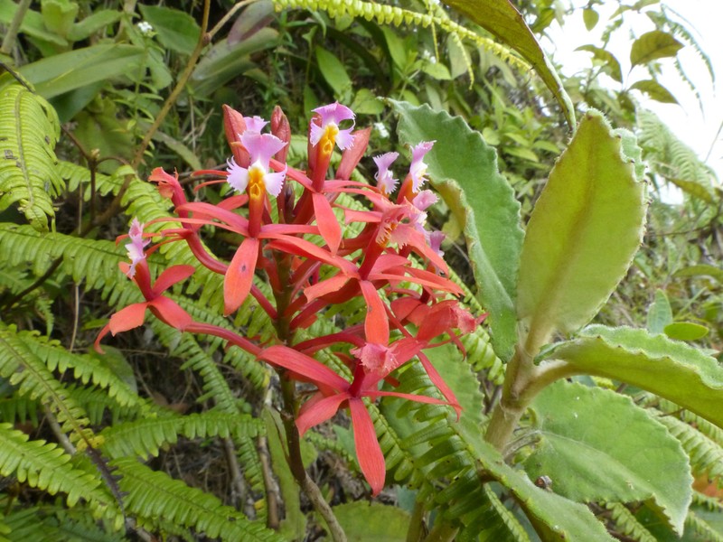 Epidendrum flabellilobatum