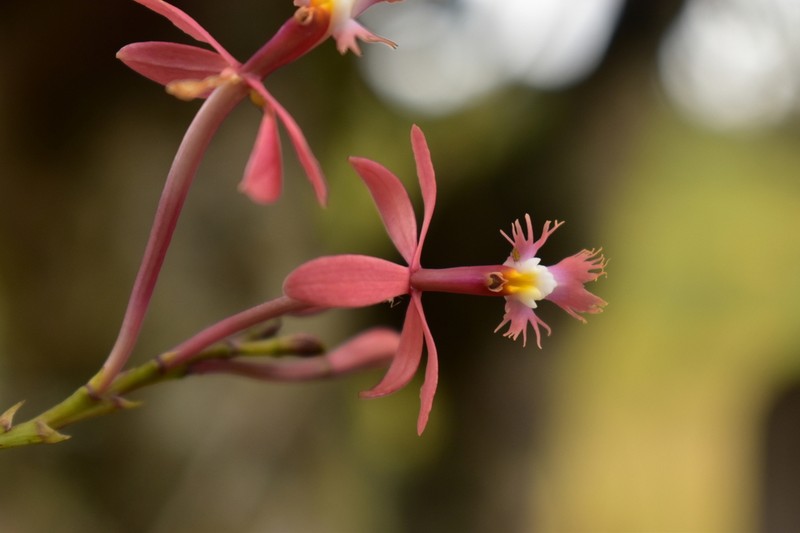 Epidendrum flabellilobatum photo 2