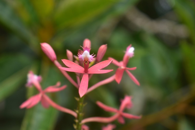 Epidendrum flabellilobatum photo 3