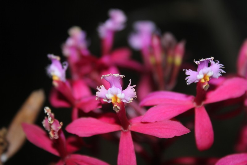 Epidendrum flabellilobatum photo 4
