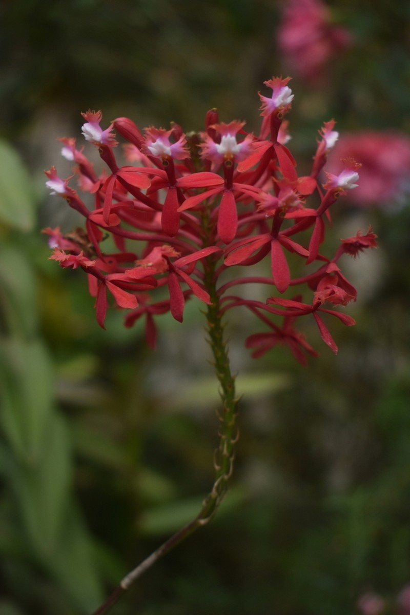 Epidendrum flabellilobatum photo 5