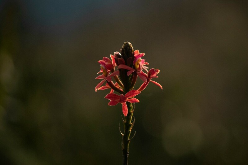 Epidendrum flabellilobatum photo 6
