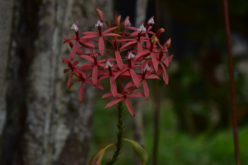 Epidendrum flabellilobatum photo 7