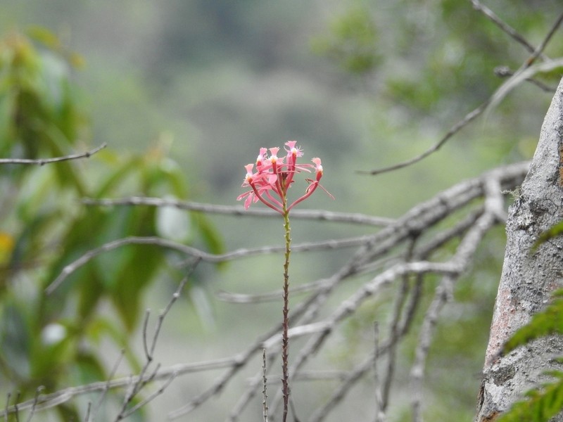 Epidendrum flabellilobatum photo 8