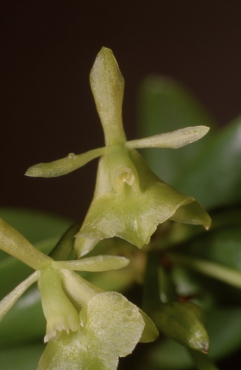 Florida Star Orchid