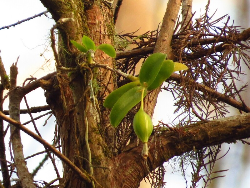 Florida Star Orchid photo 2