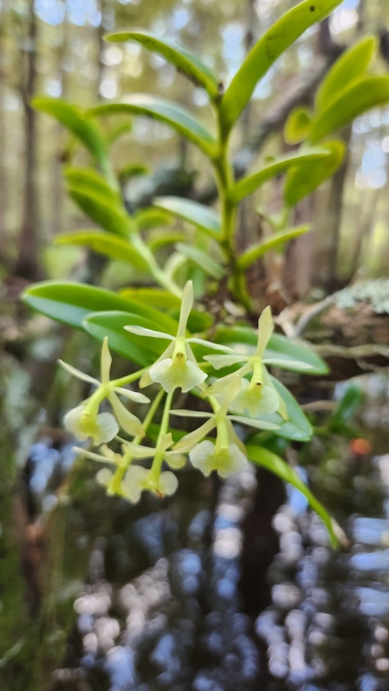 Florida Star Orchid photo 3