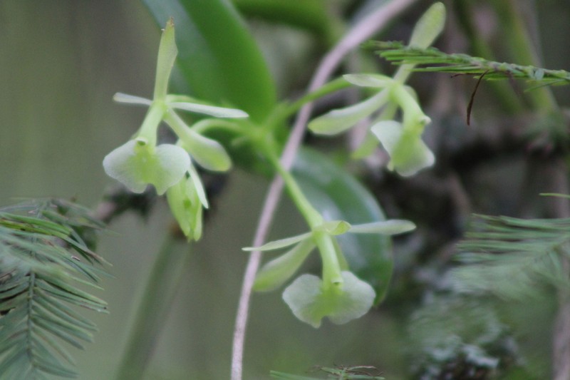 Florida Star Orchid photo 4