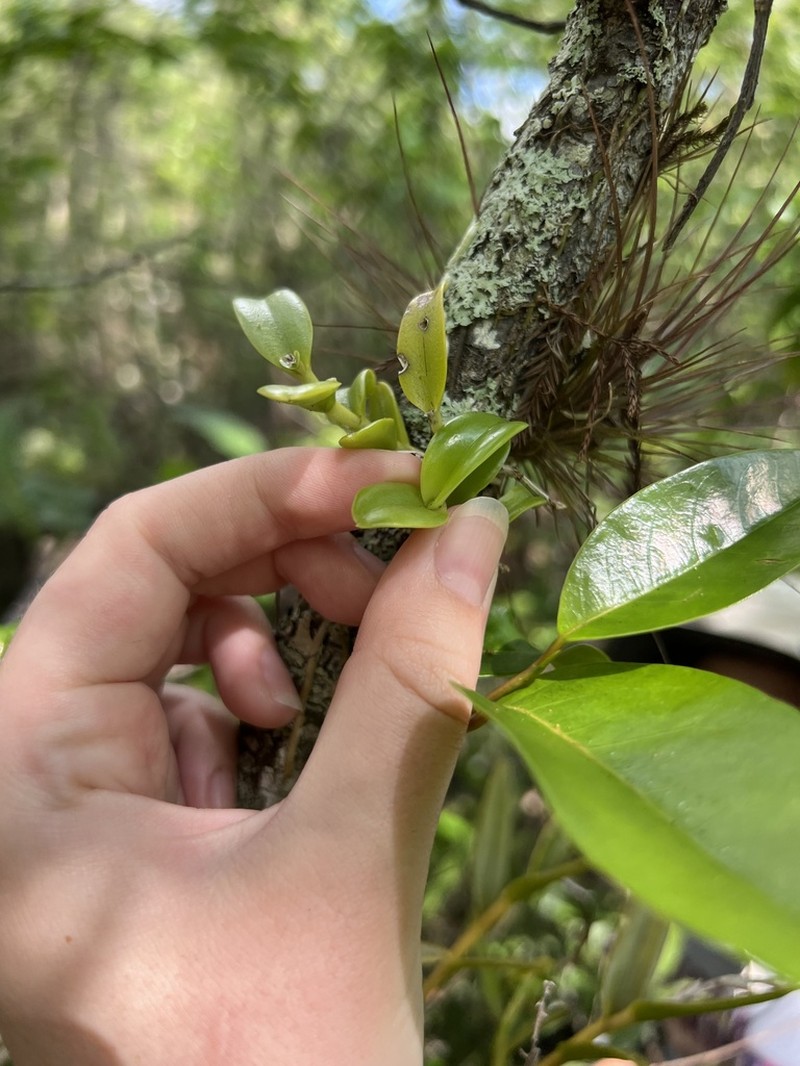Florida Star Orchid photo 5