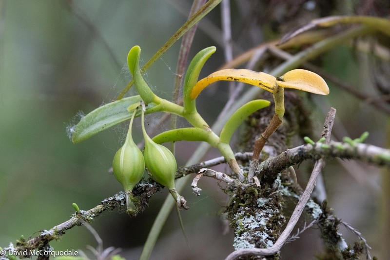 Florida Star Orchid photo 6