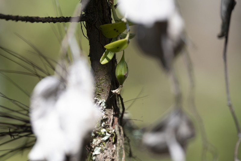 Florida Star Orchid photo 7