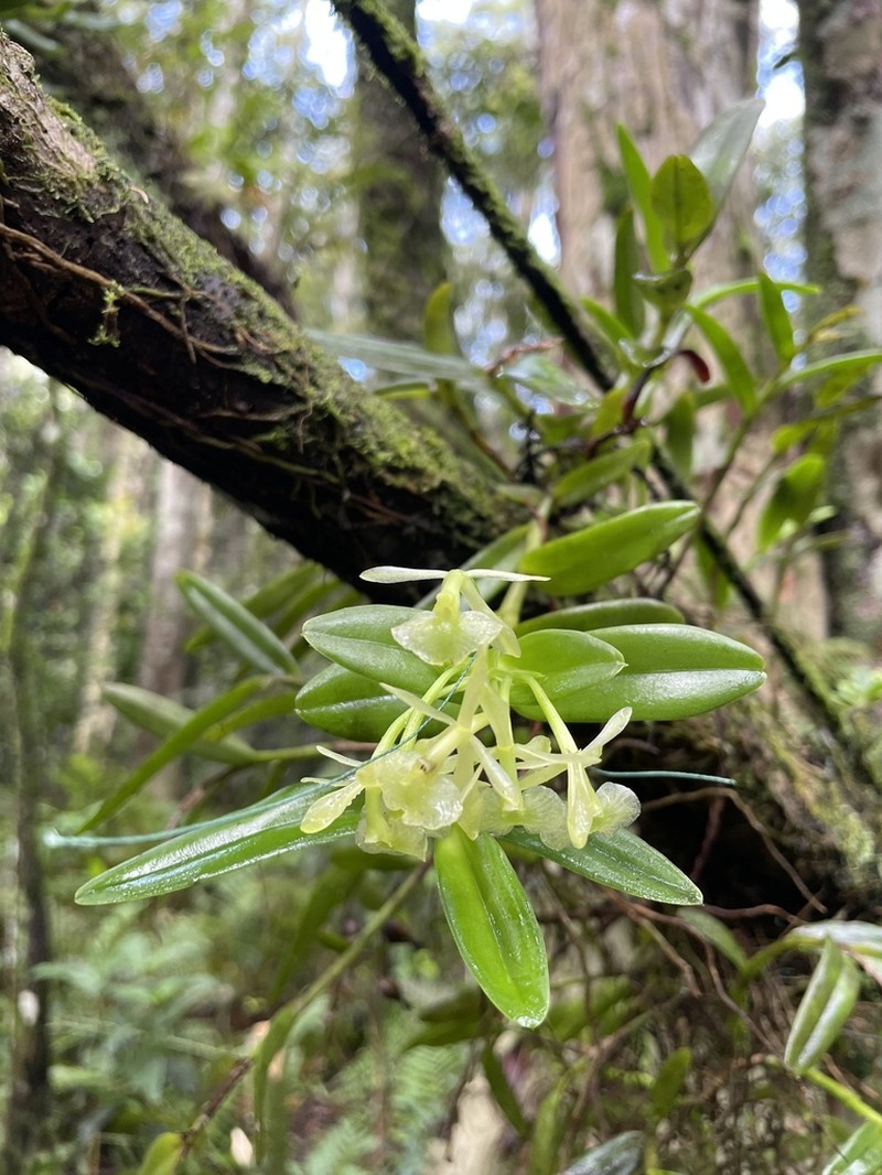 Florida Star Orchid photo 8