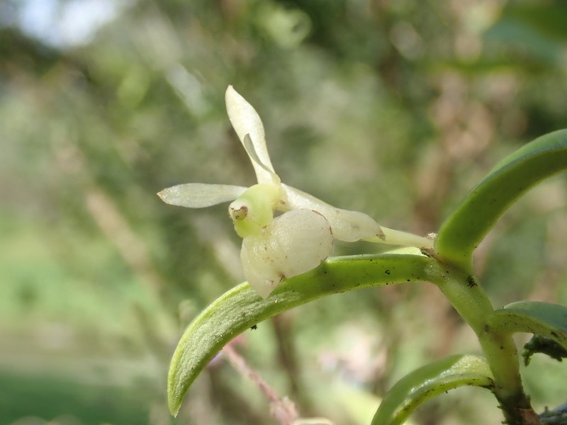 Epidendrum gelisii
