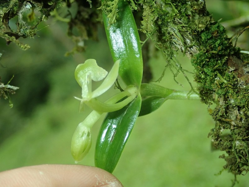 Epidendrum gelisii photo 2