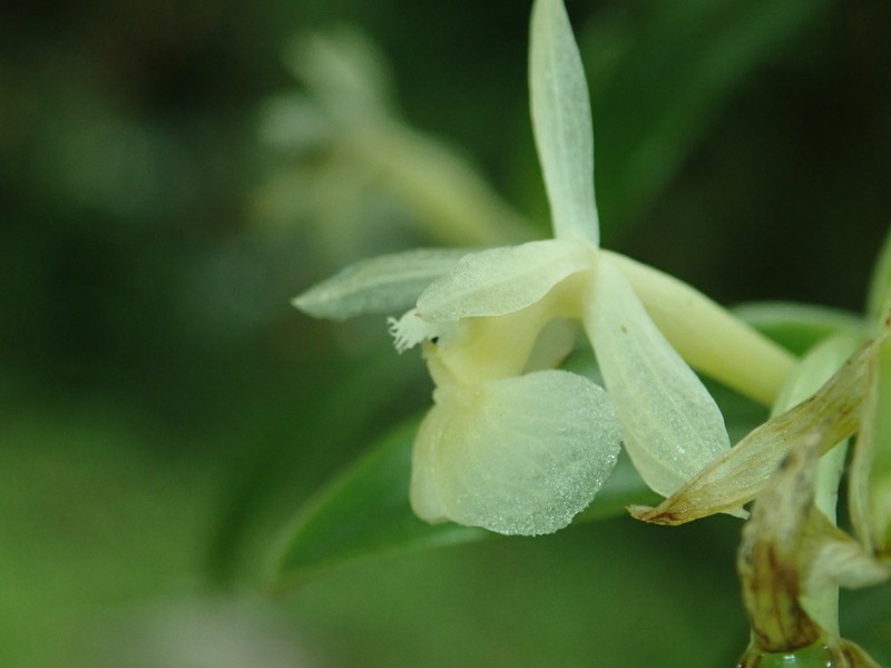 Epidendrum gelisii photo 3