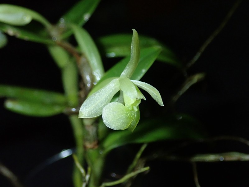 Epidendrum gelisii photo 4
