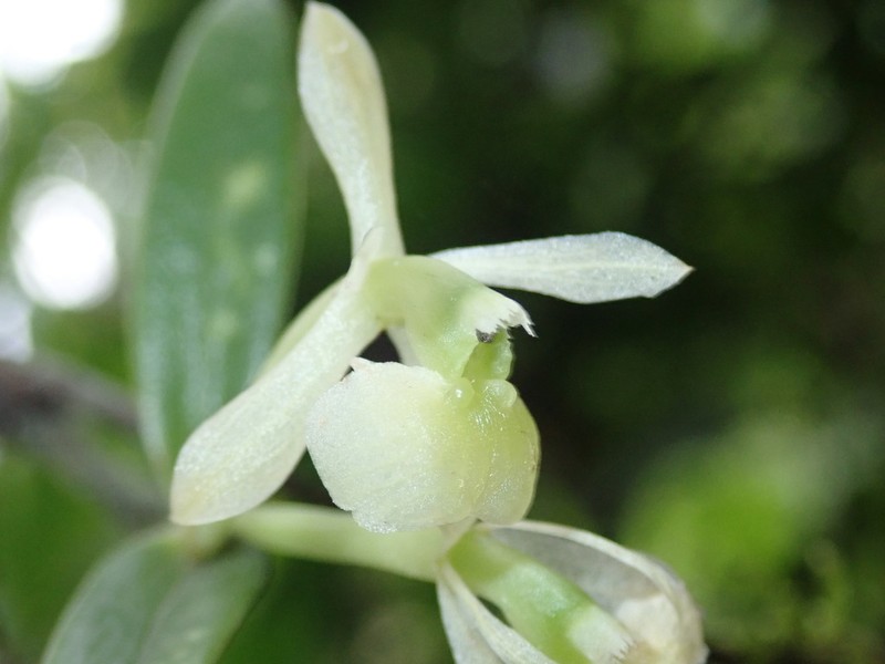 Epidendrum gelisii photo 5
