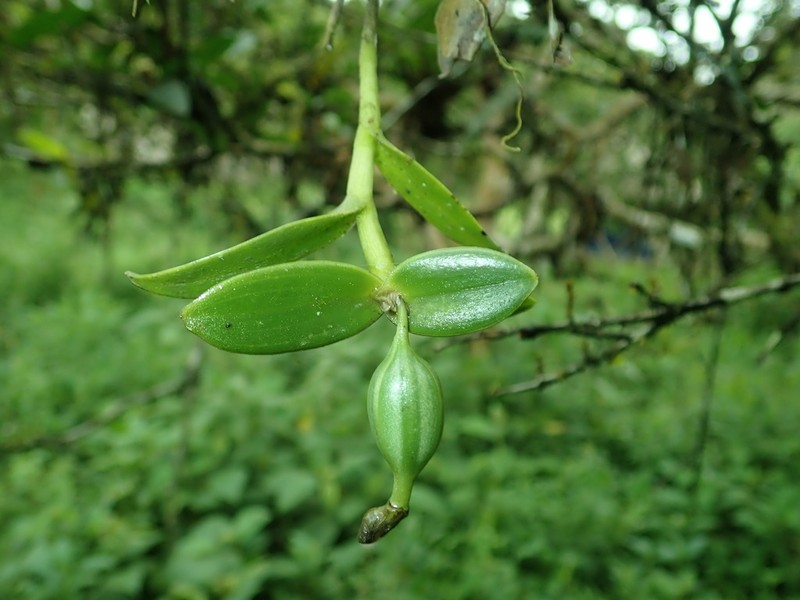 Epidendrum gelisii photo 6