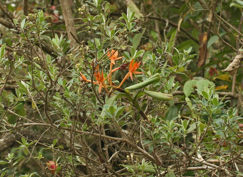 Epidendrum geminiochraceum