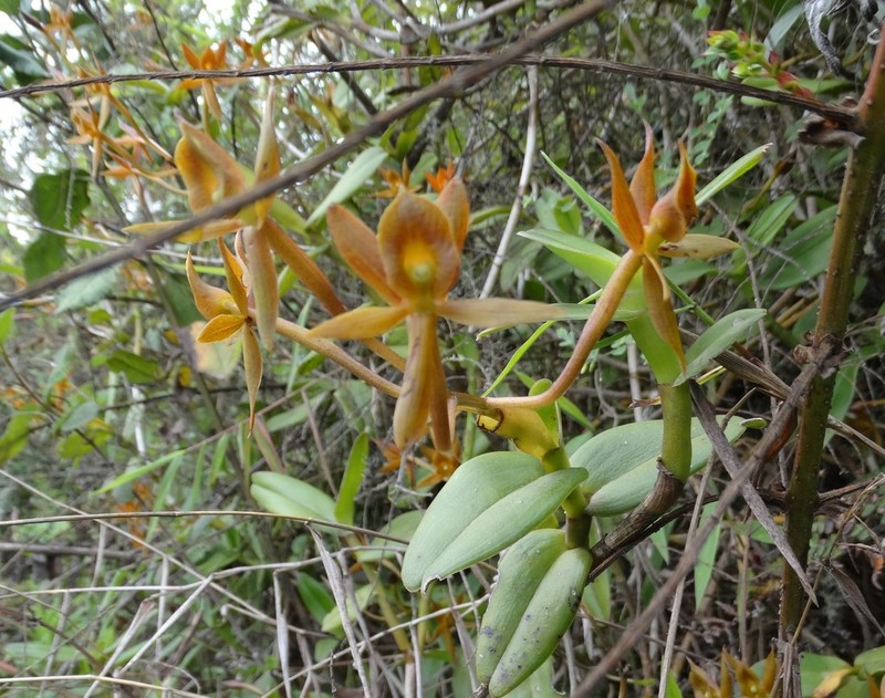 Epidendrum geminiochraceum photo 2
