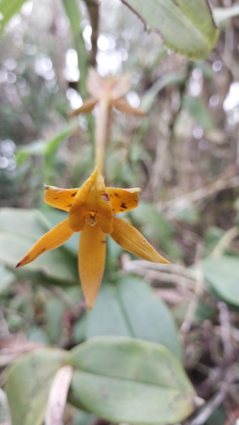Epidendrum geminiochraceum photo 3