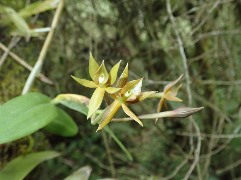 Epidendrum geminiochraceum photo 4