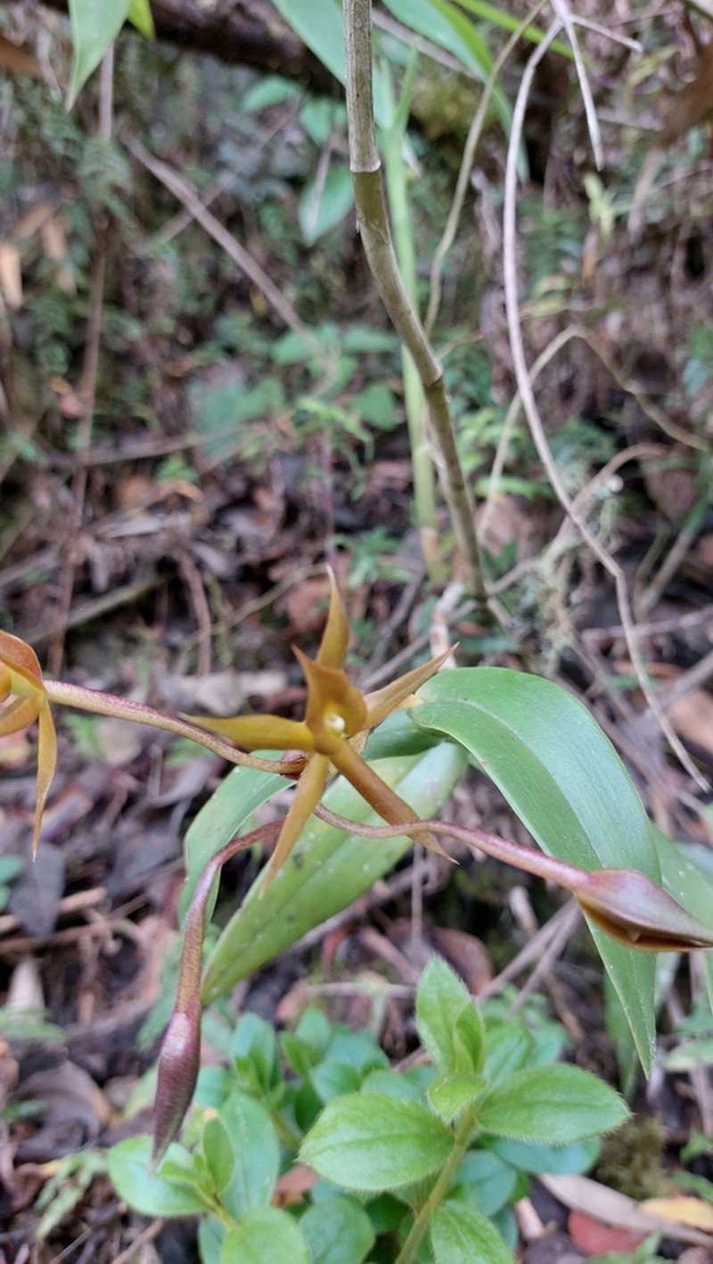 Epidendrum geminiochraceum photo 5