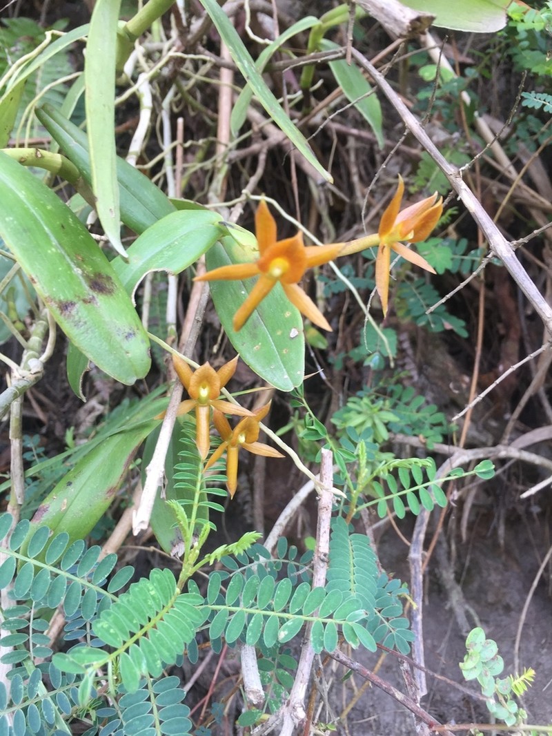 Epidendrum geminiochraceum photo 6