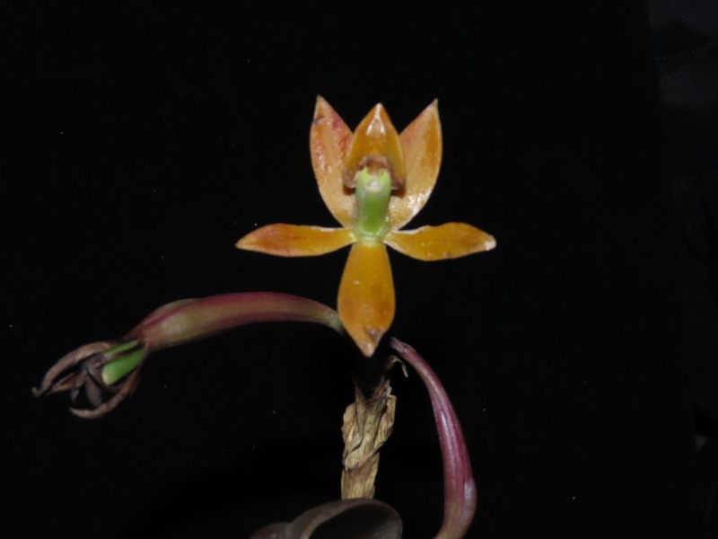 Epidendrum geminiochraceum photo 7