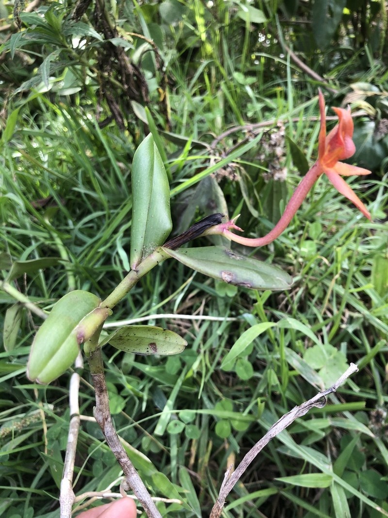 Epidendrum geminiochraceum photo 8