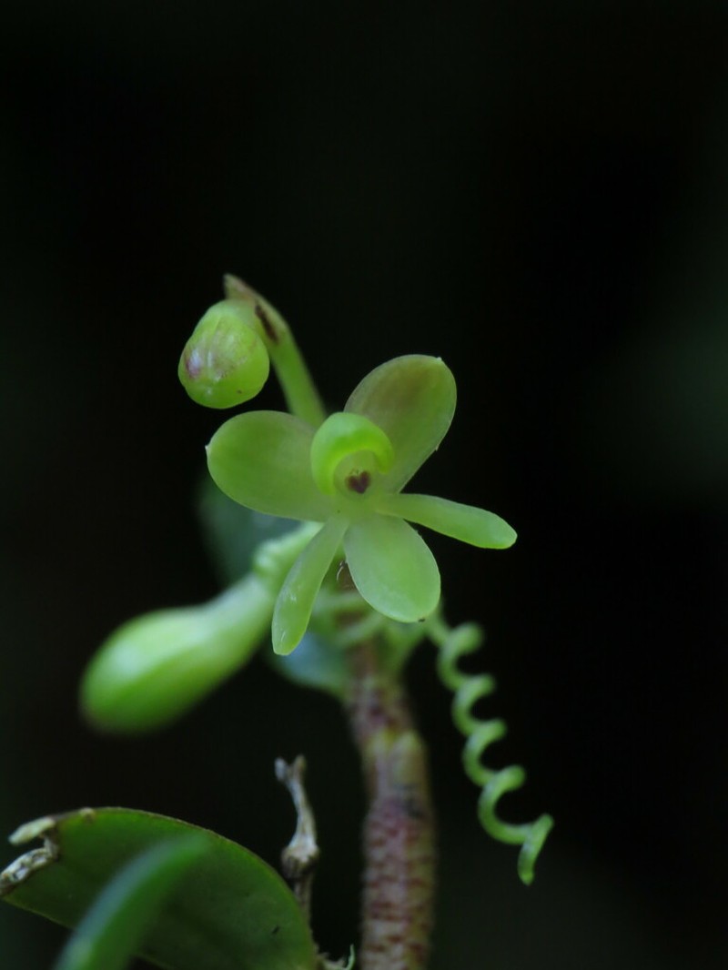 Epidendrum globuliferum