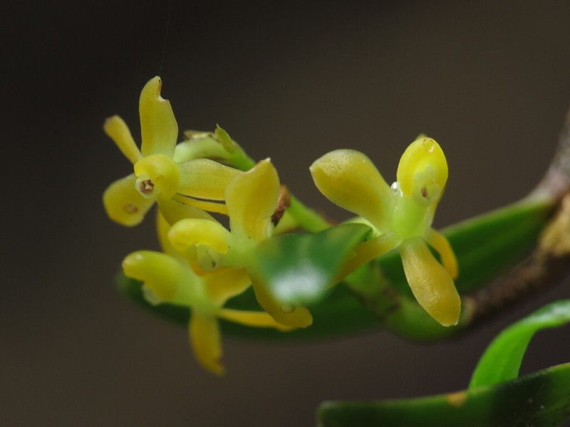Epidendrum globuliferum photo 2