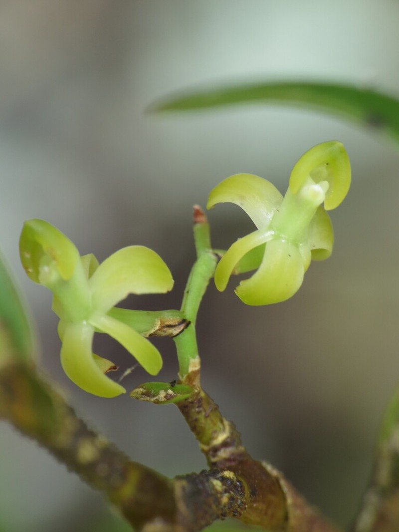 Epidendrum globuliferum photo 3