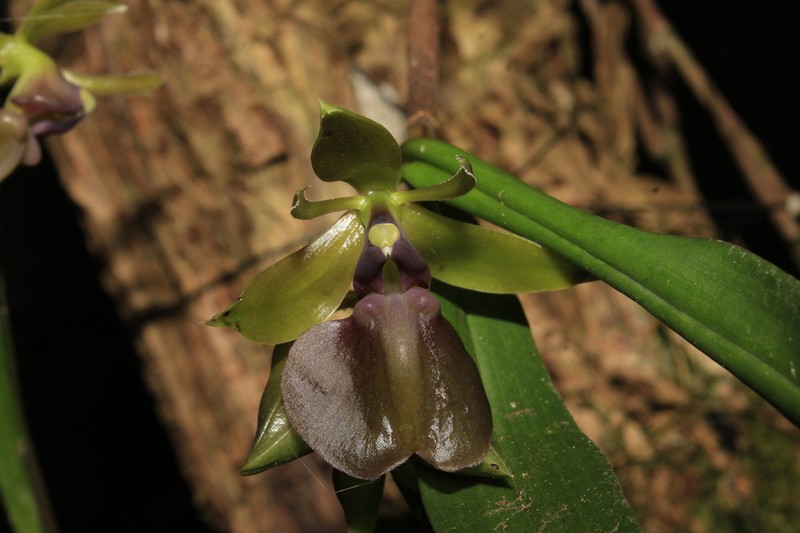Epidendrum guislainae