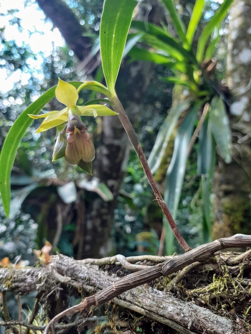 Epidendrum guislainae photo 2