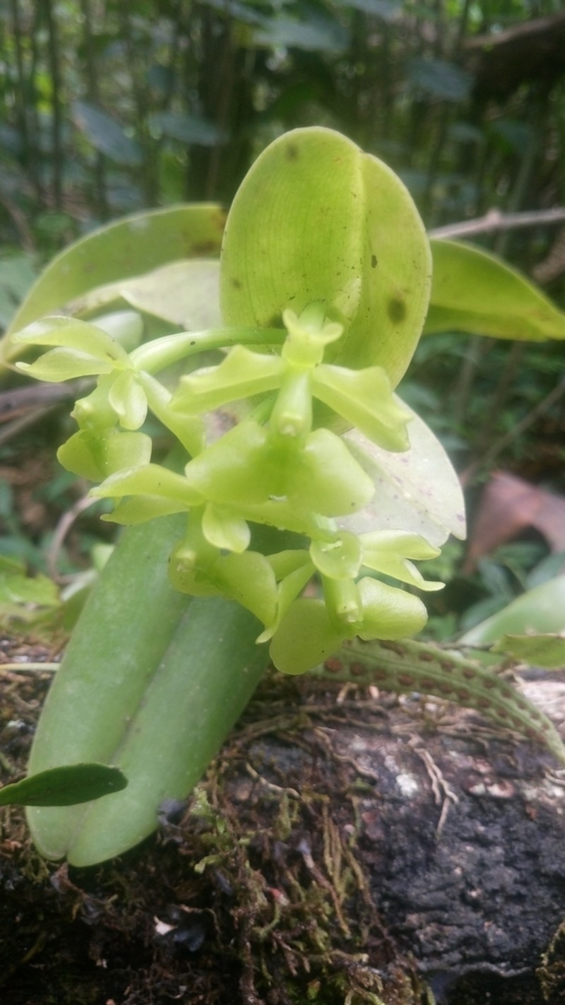 Epidendrum hardingiae
