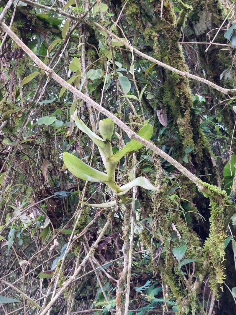 Epidendrum hardingiae photo 2