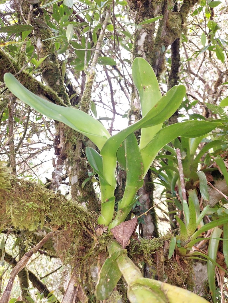 Epidendrum hardingiae photo 3
