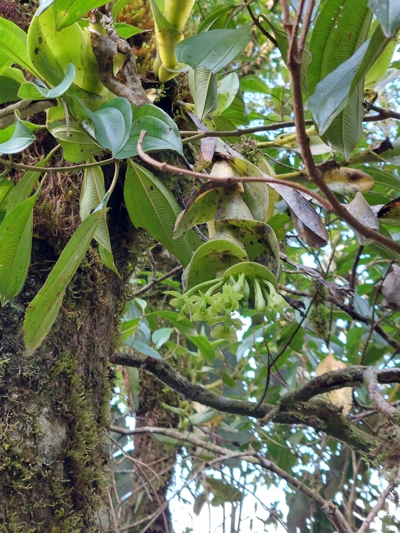 Epidendrum hardingiae photo 4