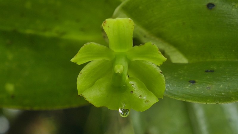 Epidendrum hardingiae photo 5